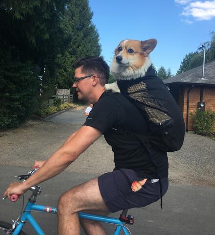 Small white dog with light brown fur around the face sitting in a backpack on the back of a person biking outside
