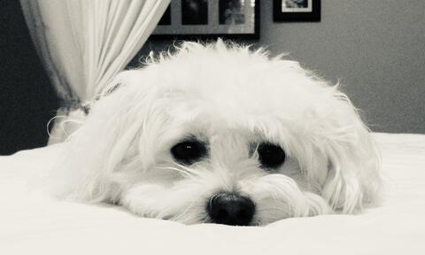 White dog laying on a pillow, black and white photo