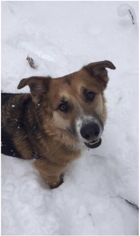 Brown dog standing in the snow