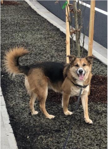 Brown dog standing outside next to a tree