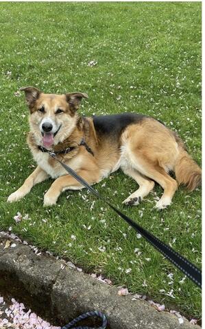 Light brown dog laying down in the grass outside