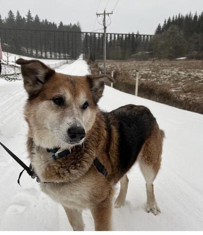 Light brown dog standing outside on a snowy road