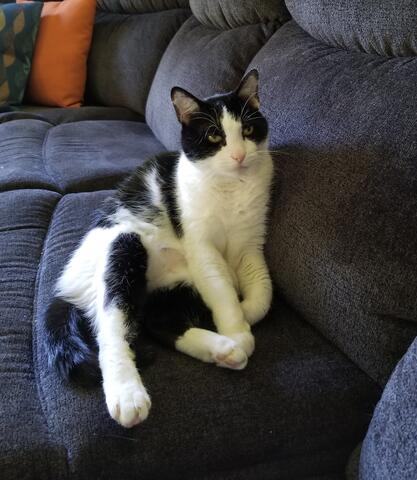 Black and white cat sitting on a couch
