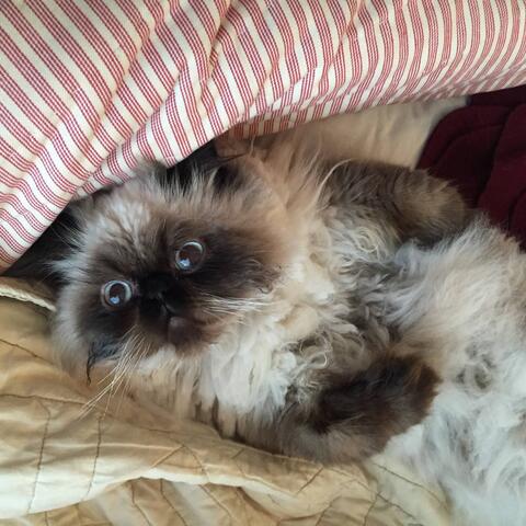 White cat with brown fur around their paws and face laying in a pile of blankets
