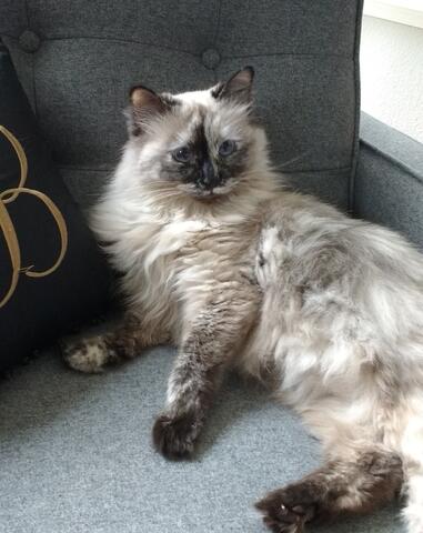 Light gray and white cat laying on a couch