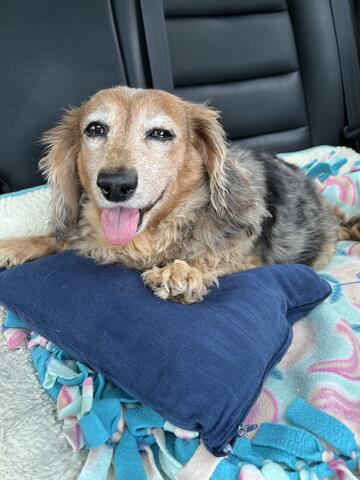 Small, light brown dog laying down on a pillow and blankets