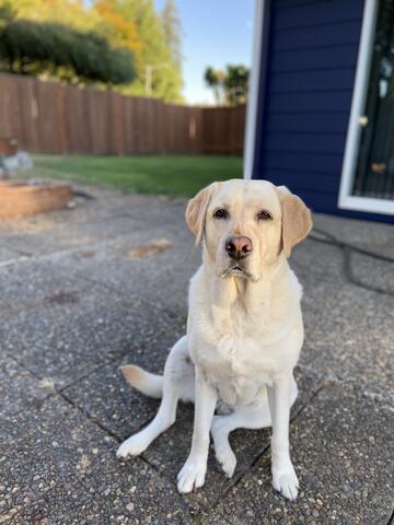 Yellow lab sitting on concrete porch with blue house in background