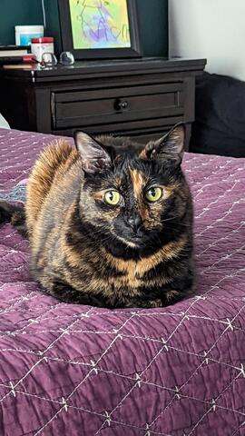 Brown and black striped cat sitting on a bed