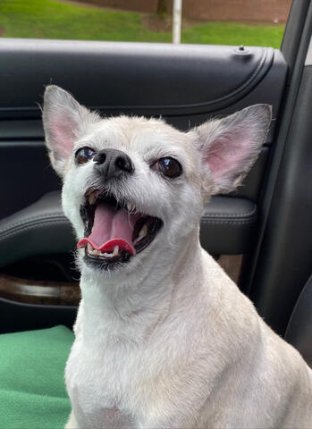 Small white dog sitting in a car