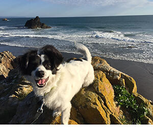 Black and white dog sitting on a rock in front of the beach