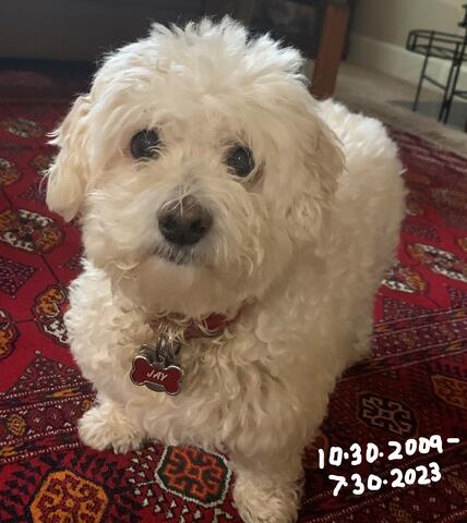 Fluffy white dog standing on a red carpet