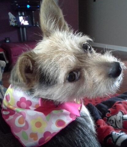 Small white and brown dog wearing a pink flower bandana and looking back at the camera