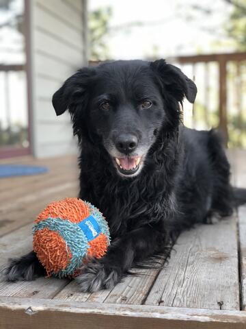 Dog with black fur laying down on a porch outside with a blue and orange toy ball