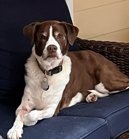 Brown and white dog laying on the couch outside