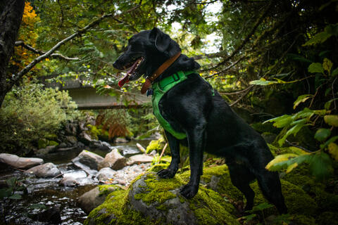 Black dog with a green harness standing on a rock next to a forest creek