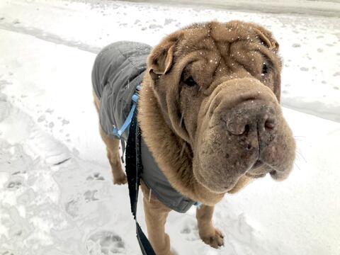 Shar Pei in the snow with a coat on