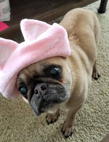 pug with round black eyes wearing a cute pink hat with cat ears on it