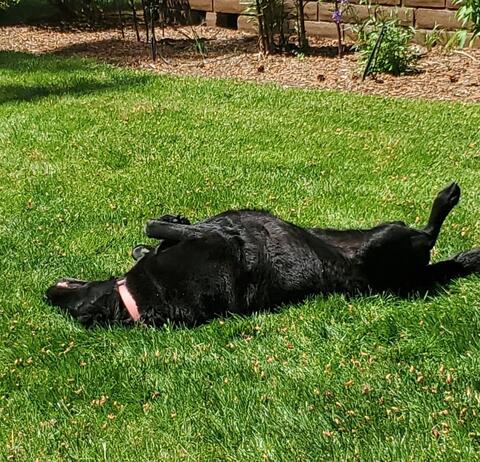 Large black dog rolling around in the grass