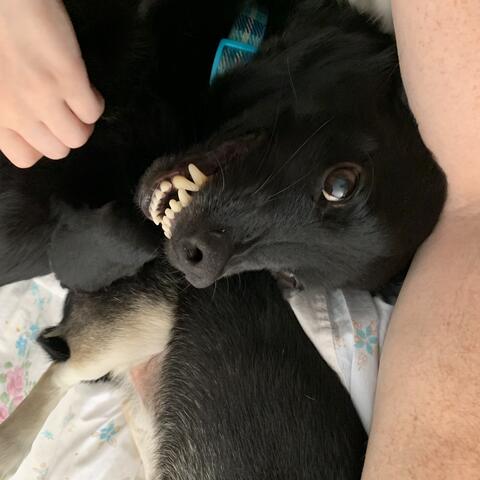 black dog