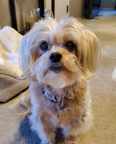 Small white dog standing on carpet
