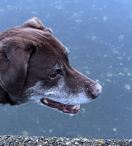 Dark brown dog with white fur around the mouth and looking out at the water