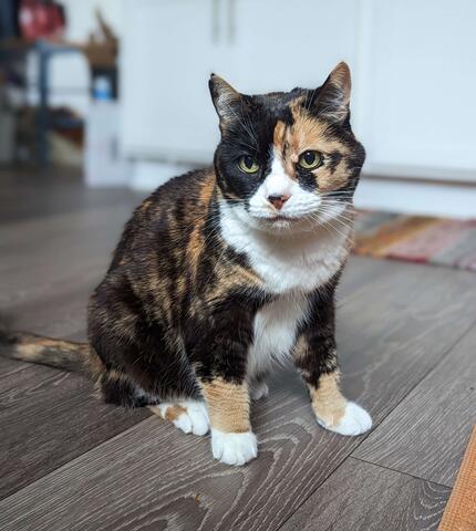 Orange and black cat sitting inside a house on wood flooring