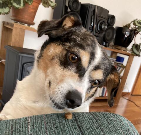White dog with black and brown coloring around the face staring at a treat on the couch, head cocked to the right side.