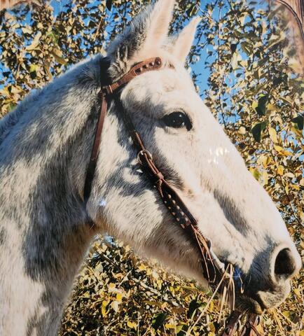 White horse standing outside in front of bushes
