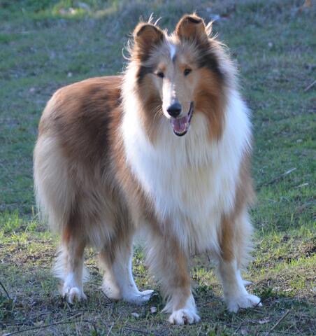 Light brown and white dog with long fur standing outside in the grass