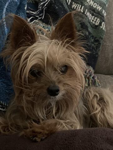 Small wire hair dog on a comfy couch