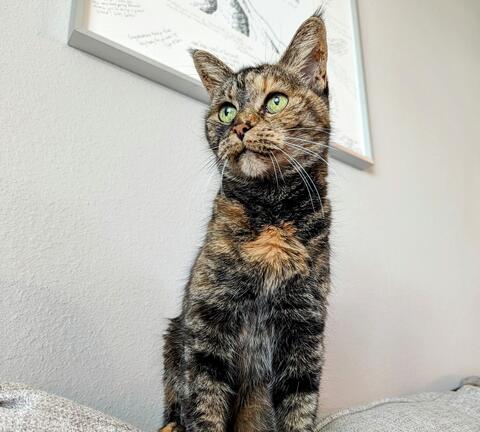 multi colored cat