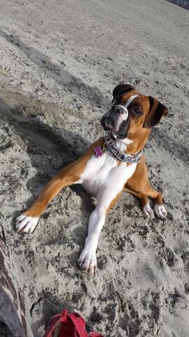 Brown and white dog laying on the beach