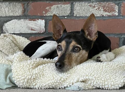 Small dog with black and brown fur laying on a white blanket in front of a brick background