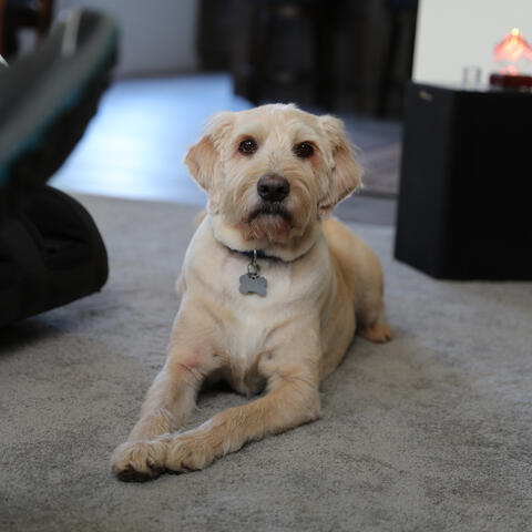 Cream colored labradoodle laying on a pale gray carpet looking at the camera. 