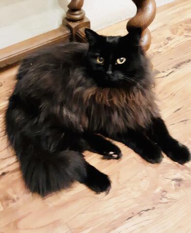 Black cat sitting on the floor next to a table