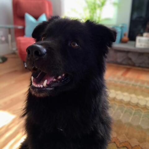 Dog with black soft fur looking to the side and smiling. 