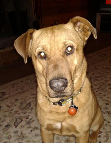 Light brown dog sitting inside on the carpet