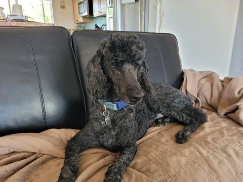 Black dog with curly fur laying down on a couch inside
