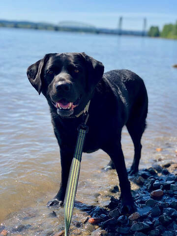 Black dog standing on a beach