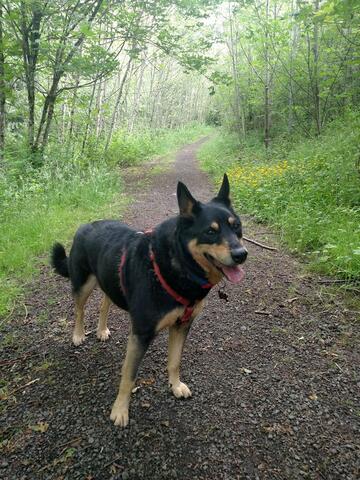 Black and tan shepherd mix on forest trail