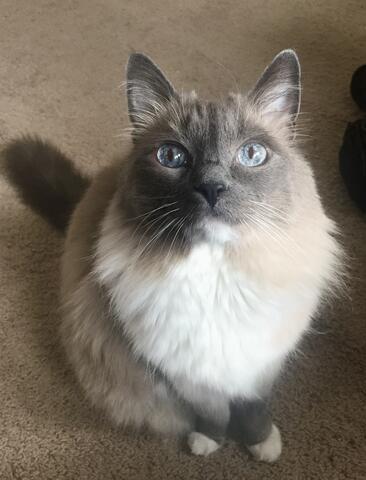 White and grey cat with blue eyes staring at the camera