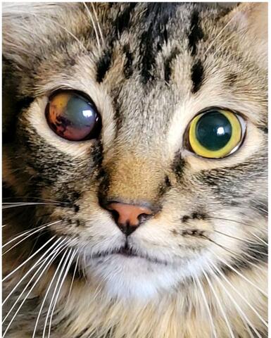 Close up picture of a light brown cat with dark brown stripes and light green eyes