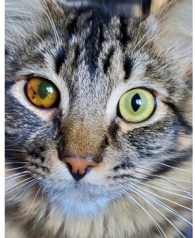 Close up picture of a light brown cat with dark brown stripes and light green eyes
