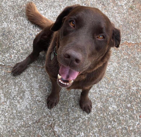 Dark brown dog sitting on the pavement outside looking at the camera
