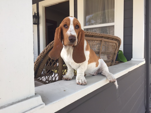 Small brown and white dog with long ears sitting on the railing of a porch outside