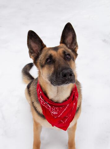 Large dog with dark and light brown fur with a red bandana around their neck sitting in the snow