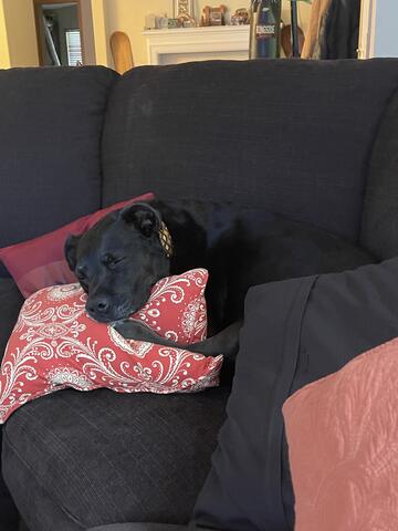 Black dog laying on a couch and snuggling with red pillows