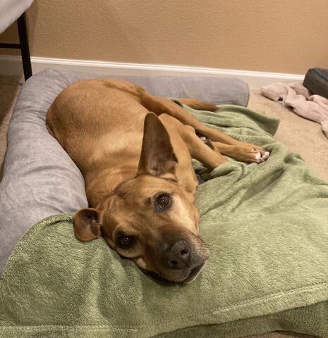 Light brown dog laying down on a bed made of pillows and blankets