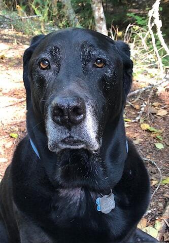Black dog with white fur around the muzzle