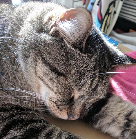 Brown cat with black stripes sleeping in the sun